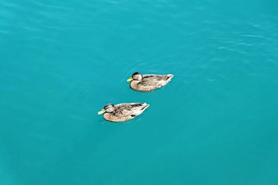 High angle view of ducks swimming in sea