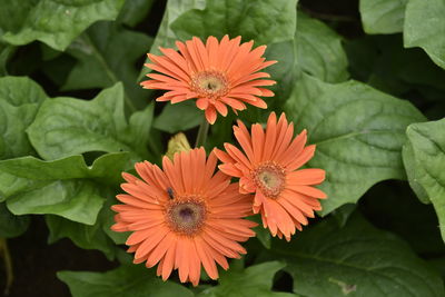 Gerbera flower or daisy flower in orange on a leaf background