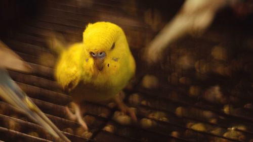 Close-up of parrot in cage