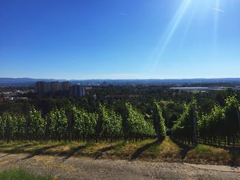 Scenic view of vineyard against clear blue sky