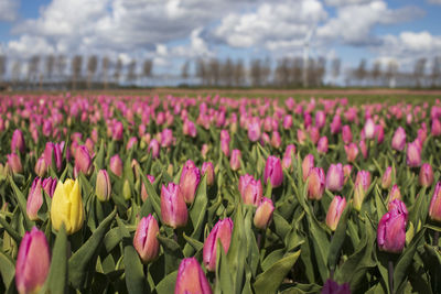 Close-up of pink tulip flowers on field