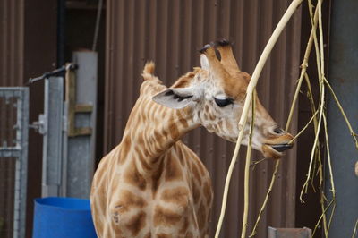 Giraffe in a zoo