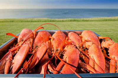 Close-up of lobsters in container against sky