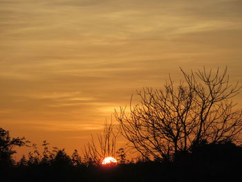 Silhouette plants against sky during sunset