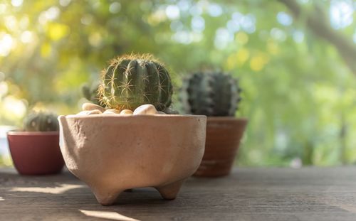 Close-up of succulent plant on table