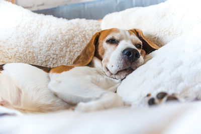 Close-up of dog