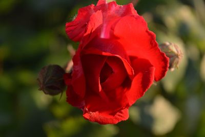 Close-up of red rose blooming outdoors