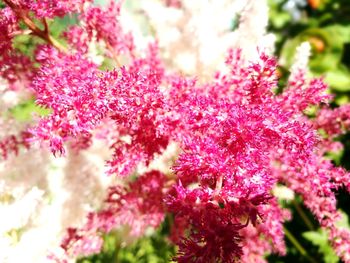 Close-up of pink flowers