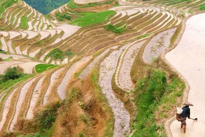 High angle view of sheep on field