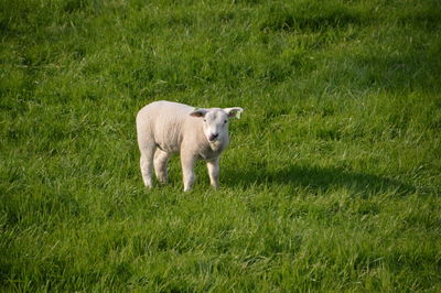 Portrait of a dog on field