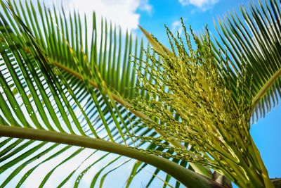 Low angle view of palm tree against sky