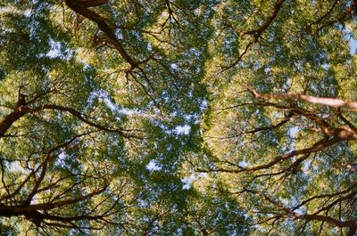 Low angle view of trees in forest against sky