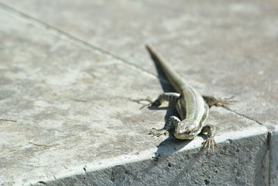 High angle view of lizard on rock