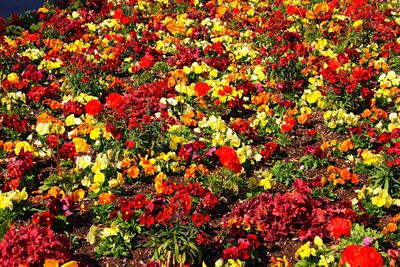 Full frame shot of red flowers