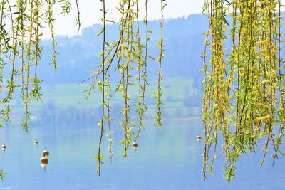 Reflection of trees in lake against sky