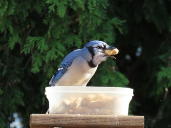 Closeup of a blue jay with a peanut 