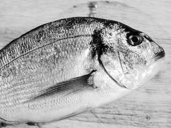 Close-up of fish on table