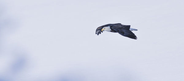 Low angle view of bird flying against clear sky