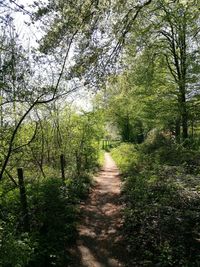 Footpath amidst trees in forest