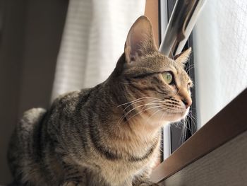 Close-up of a cat looking away