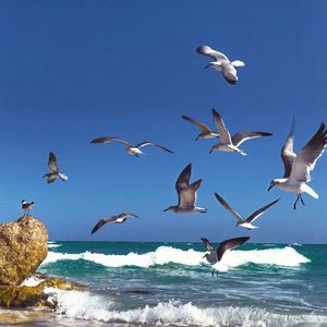 Seagulls flying over sea against clear sky