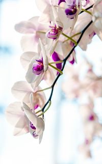 Close-up of fresh pink flowers blooming on tree