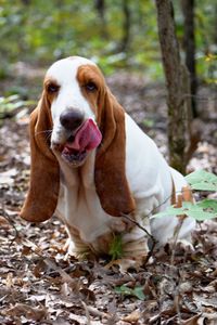 Portrait of dog sticking out tongue while sitting in forest