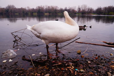 Swan on lakeshore