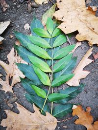 High angle view of leaves on field