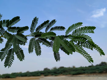 Leaves on field against sky