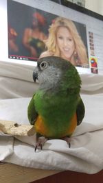 Portrait of young woman perching on table