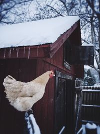 Close-up of tree trunk