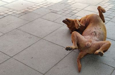 High angle view of a dog on footpath