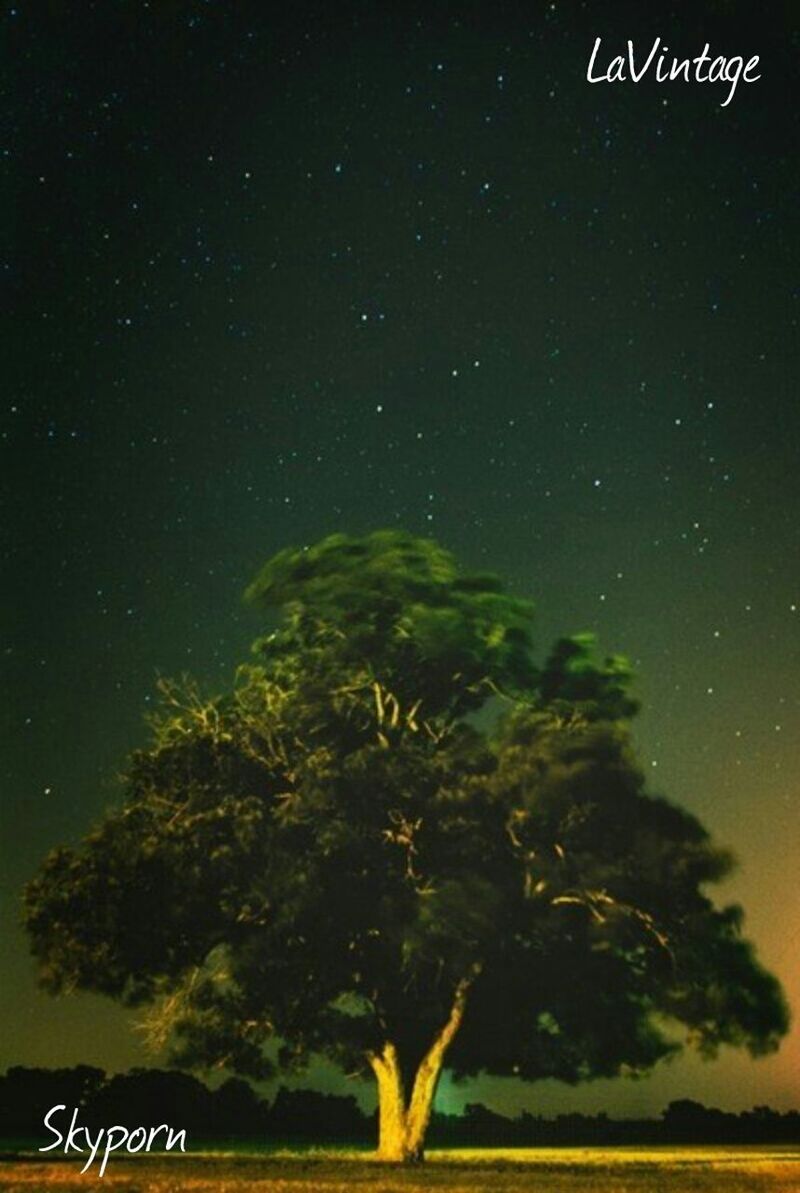 night, star - space, tree, beauty in nature, star field, tranquil scene, scenics, tranquility, nature, low angle view, sky, galaxy, star, growth, astronomy, outdoors, idyllic, no people, text, communication