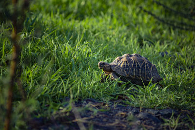 Tortoise on the grass