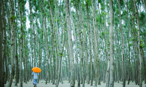 Scenic view of trees in forest