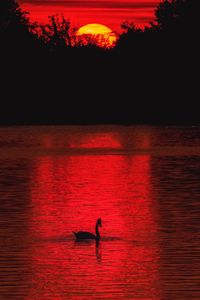 Silhouette of ducks swimming in lake