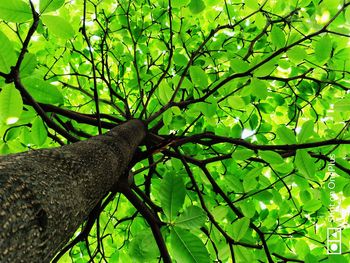 Low angle view of lizard on tree