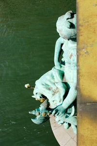 Close-up of turtle in water