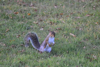 View of an animal on grassy field