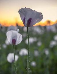 Close-up of flowering plant on field during sunset