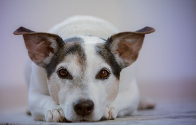 Close-up portrait of dog relaxing at home