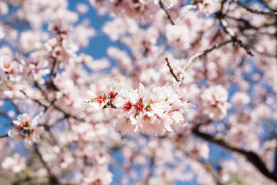 Close up of flowers of almond tree at spring