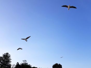 Low angle view of seagulls flying in sky