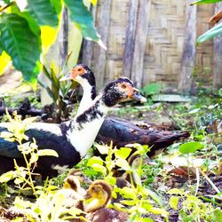 View of a bird