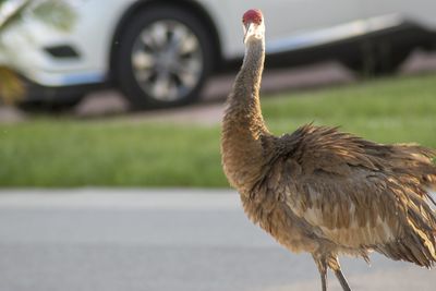 Close-up of a bird