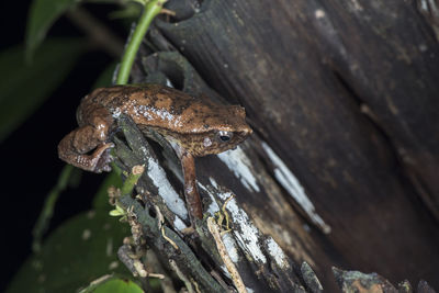 Close-up of frog on wood