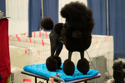 Close up of a black poodle standing on a grooming table looking away