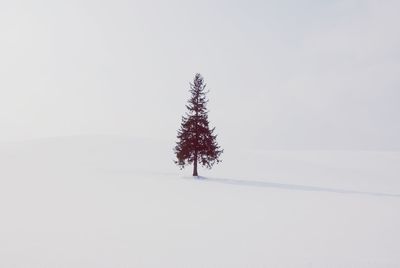 Tree on snow covered field