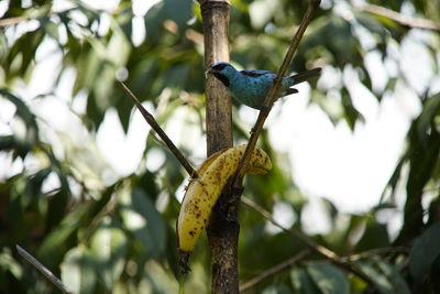 Low angle view of bird perching on branch